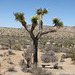 Yucca Tree at Joshua Tree National Park