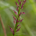 Malaxis porphyrea (Purple Malaxis orchid)
