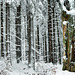 Winter Wonder Wood