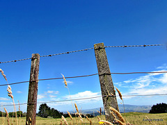 Posts and Wire.