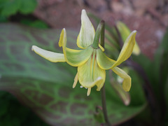 Dogstooth Viola