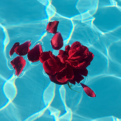 Red rose petals floating.