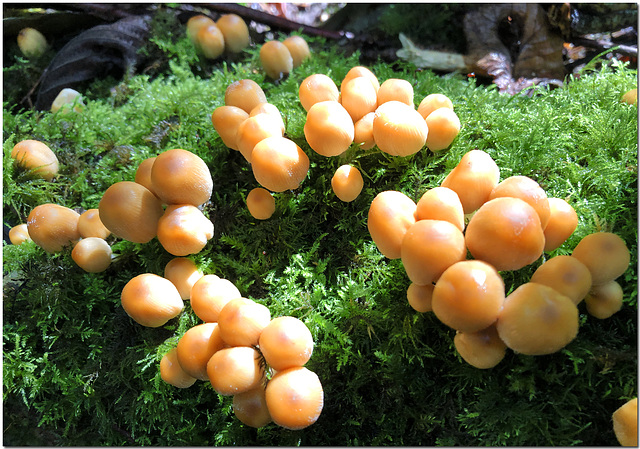 Orange Fungi