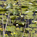 Clachtoll lochan with water lilies 2