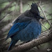 Pictures for Pam, Day 200: Steller's Jay in Full Fluff