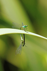 Das kunstvolle Kopulationsrad der Libellen -  The artistic copulatory wheel of the dragonflies - PiP