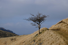 Shire Hill and the tree