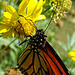 Monarch butterfly (Danaus plexippus)(m) 24-8-2015 ! The first this year here !