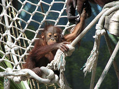 Baby OrangUtan at Phoenix Zoo