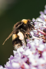 Buddleia Bee