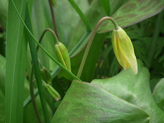 Dogstooth Viola buds