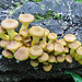 Honey mushrooms