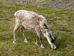 Reindeer at the North Cape