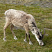 Reindeer at the North Cape