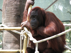OrangUtan at Phoenix Zoo