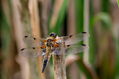 Four-spotted Chaser-DSA 6519