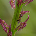 Malaxis porphyrea (Purple Malaxis orchid) with pollinator wasp