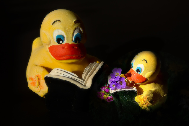 book-ducks are looking for spring