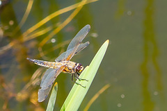 Four-spotted Chaser-DSA 7991