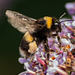 Buddleia Bee