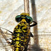 Small Pincertail m thorax markings (Onychogomphus forcipatus)