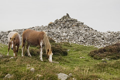 Wild ponies at Carn Briw, Mynydd Carningli