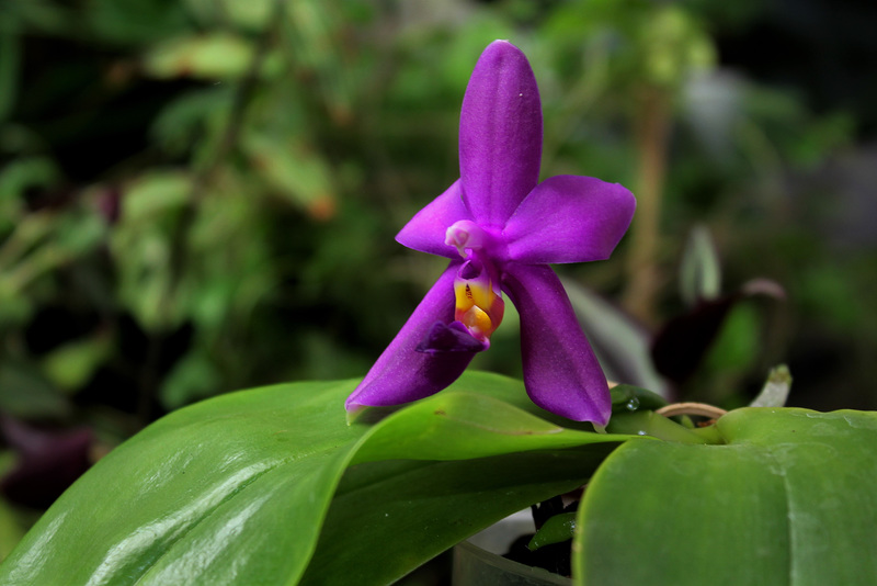 Phalaenopsis violacea