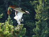 Osprey take-off