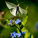 A small white butterfly in flight