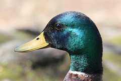 Portrait of a duck (Explored)