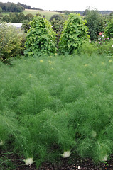 Florence fennel and beans