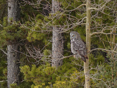 Yesterday's treat - a Great Gray Owl