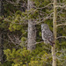 Yesterday's treat - a Great Gray Owl