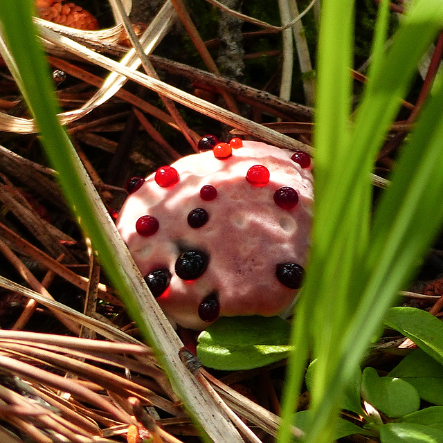 Strawberries and cream fungus / Hydnellum peckii