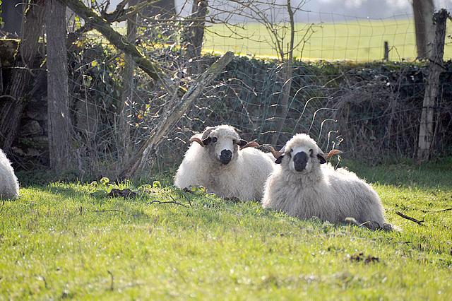 Les  deux moutons