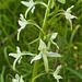 Orchis verdâtre = Platanthera chloranta, Orchidées (Haute-Savoie, France)