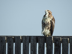 Red-tailed Hawk, watching for its next meal