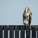 Red-tailed Hawk, watching for its next meal