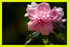 Rosa de Siria [Hibiscus syriacus] + (1 PiP)