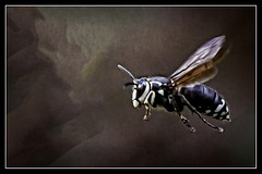 Black and White Wasp.