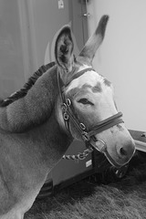 Donkey at the Poynton Show