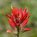 Paintbrush - green flowers, red bracts