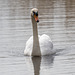 A swan at Burton Mere