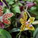 Phalaenopsis sumatrana et fasciata