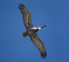 Dominican Republic, Pelican in the Blue Sky