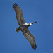 Dominican Republic, Pelican in the Blue Sky