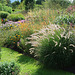 Pennisetum in a lovely mixed border