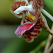 Phalaenopsis sumatrana (South Thailand)