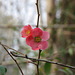 Flowering quince (Chaenomeles cv.)