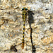 Small Pincertail (Onychogomphus forcipatus)